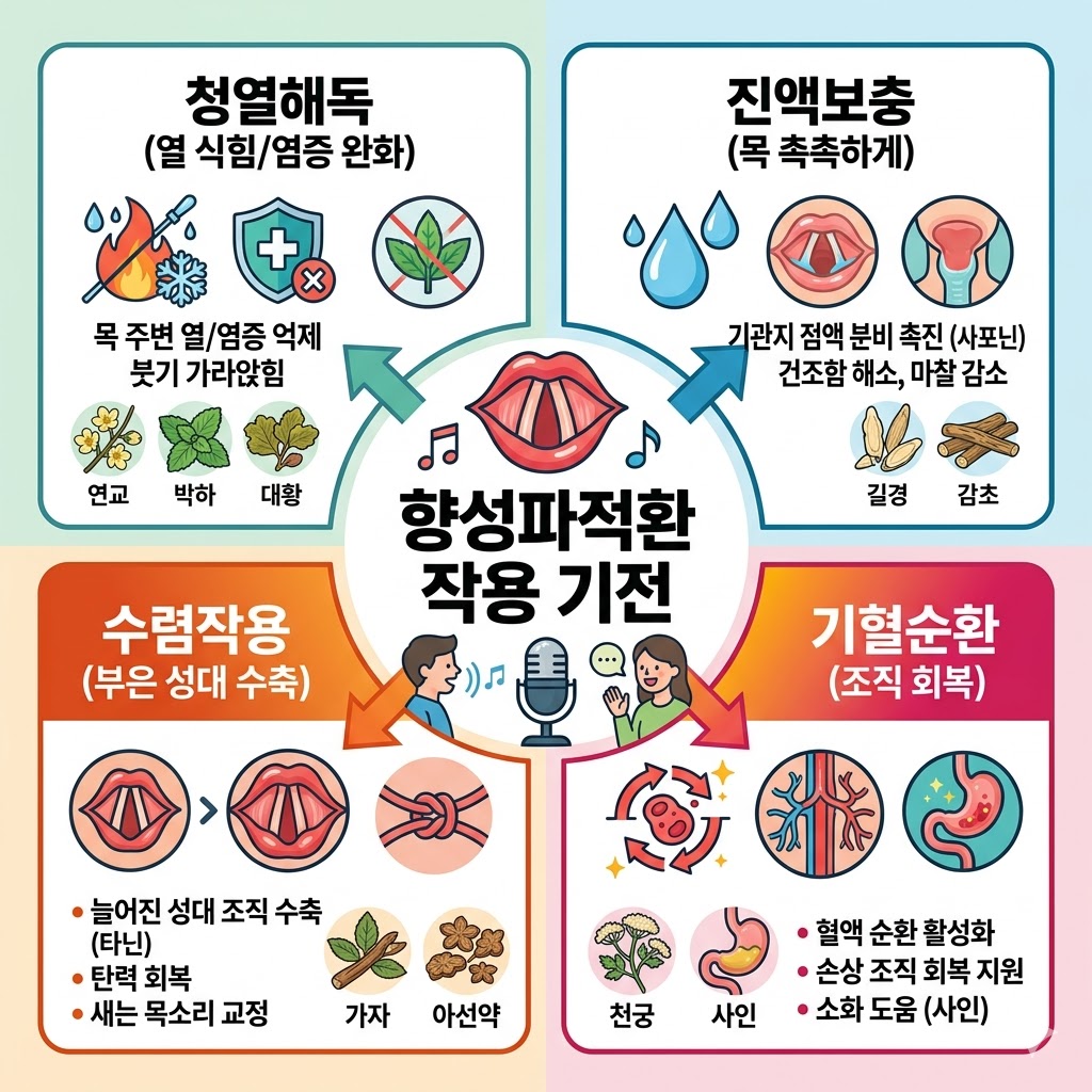 쉰 목소리 완화에 도움을 주는 향성파적환의 4가지 작용 기전(청열해독, 진액보충, 수렴작용, 기혈순환)을 약재와 함께 설명하는 인포그래픽